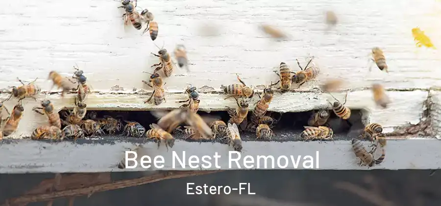  Bee Nest Removal Estero-FL