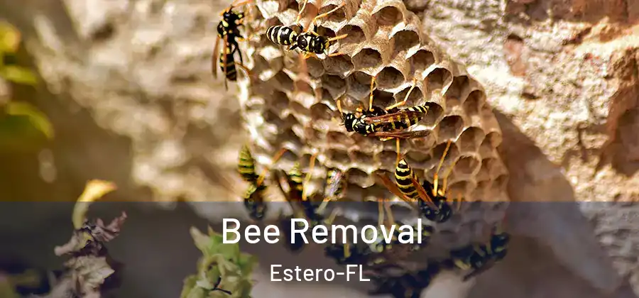  Bee Removal Estero-FL