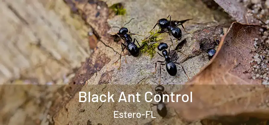  Black Ant Control Estero-FL