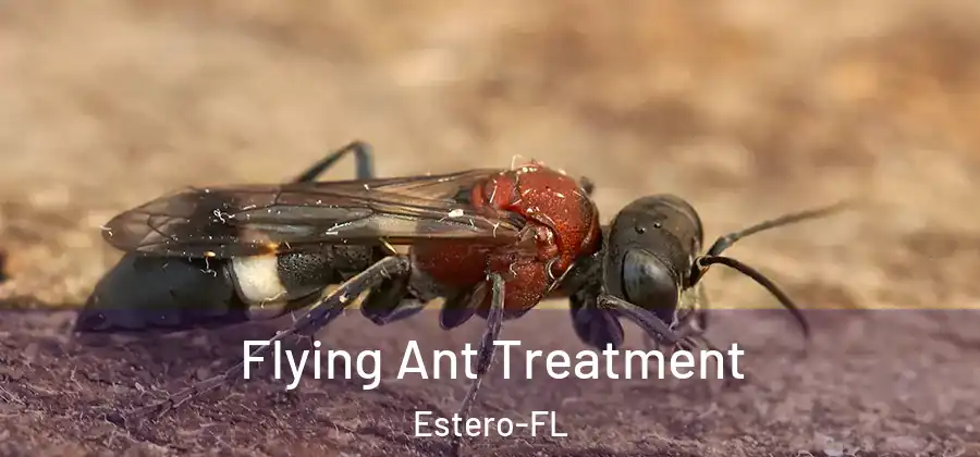  Flying Ant Treatment Estero-FL