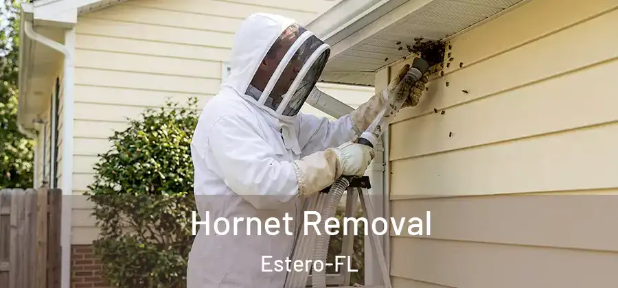  Hornet Removal Estero-FL