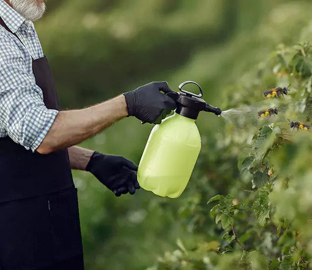 Your Carpenter Bee Service in Estero, FL
