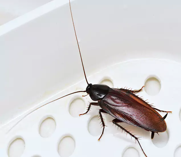 Trusted Cockroach Exterminator: Your Roach Control Services in Estero, FL