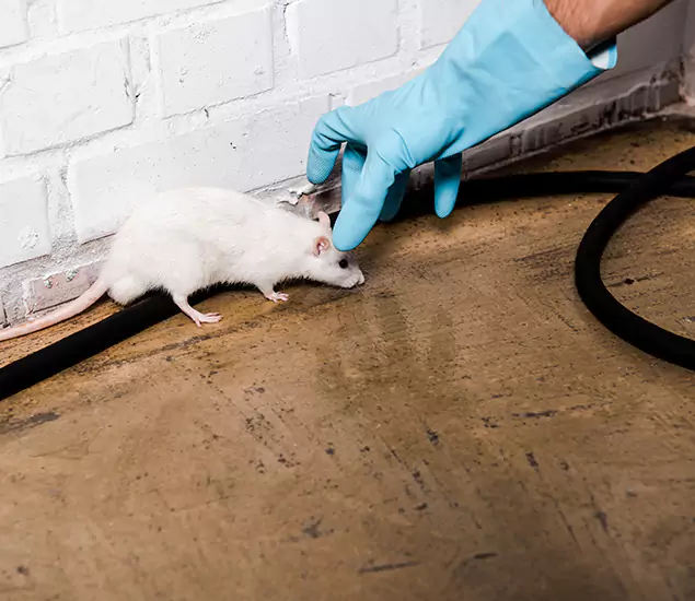 Your Pest Control Partner in Estero, FL