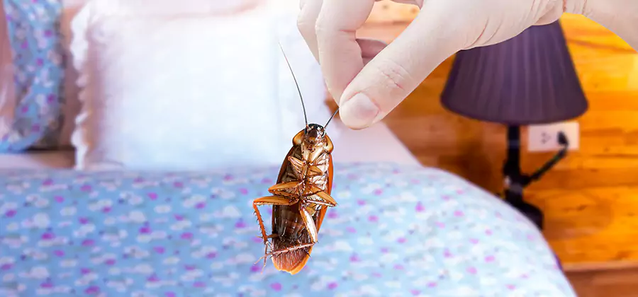 Fast Roach Elimination in Estero
