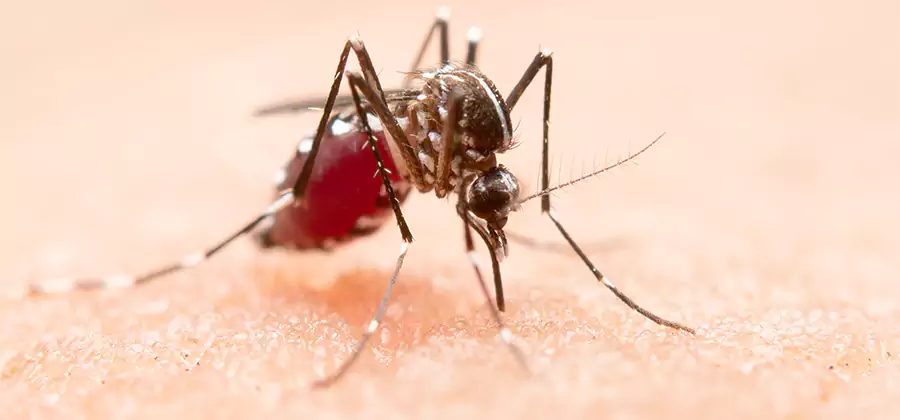 Indoor Mosquito Killer and Interior Control in Estero