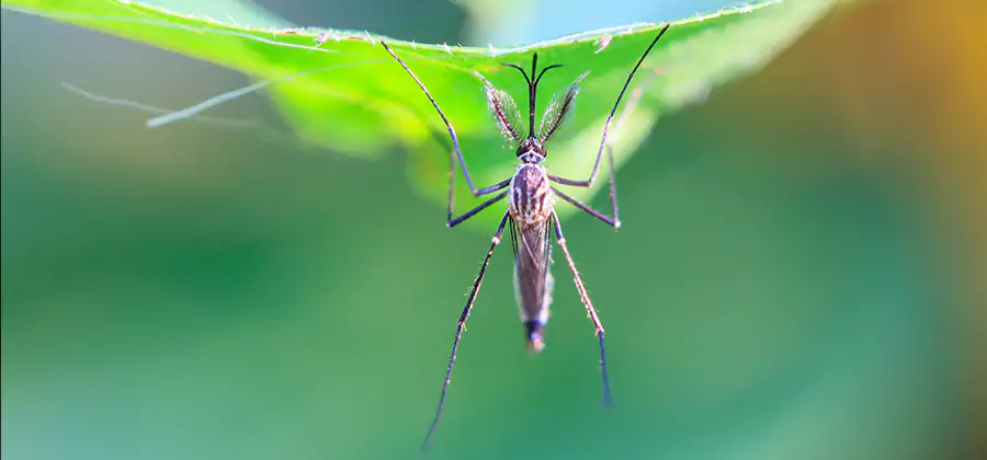 Home Defense Insect Killer in Estero