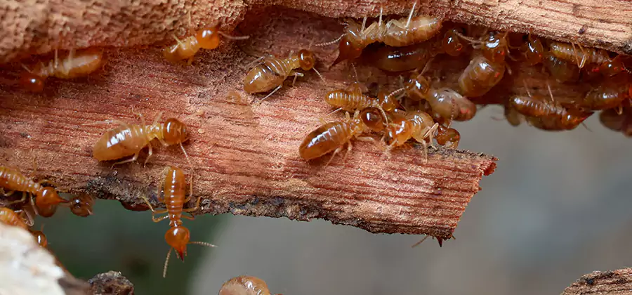 Termite Pest Management in Estero