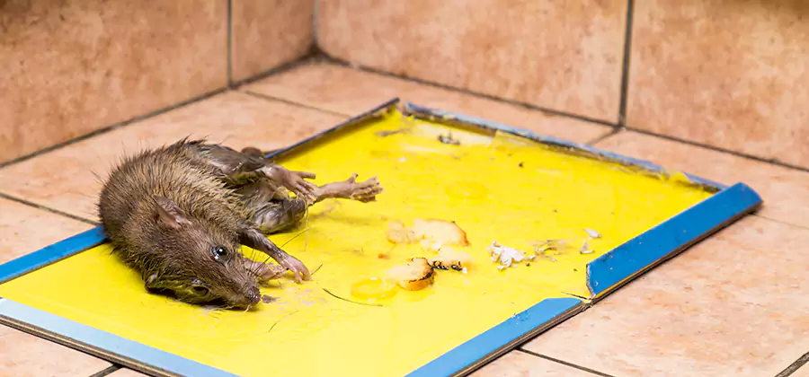 Rat Trapping Service In Estero