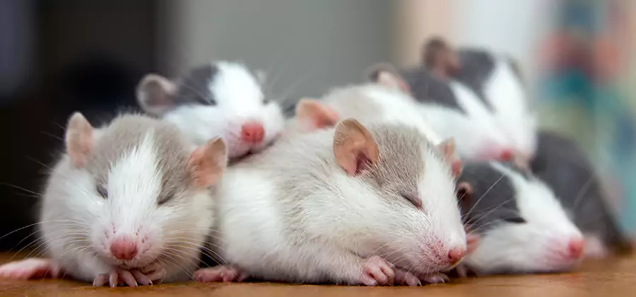 Rat Infestation Exclusion Service in Estero