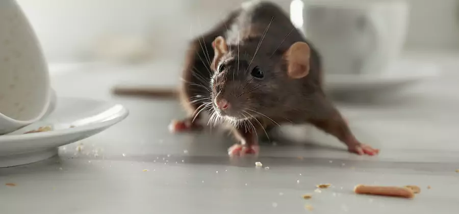 Attic Rat Exclusion Service in Estero