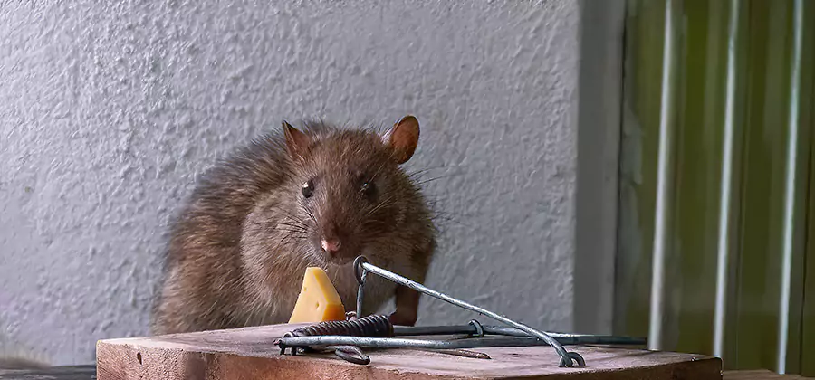Rodent Proofing Service in Estero