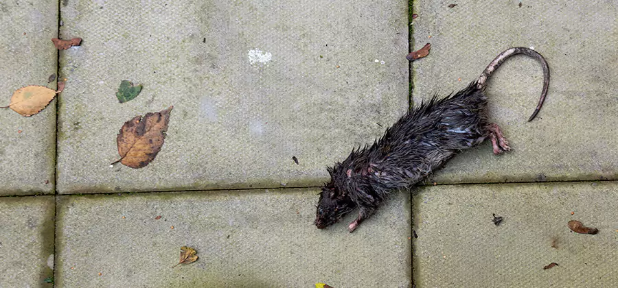 Rodent inspection service in Estero