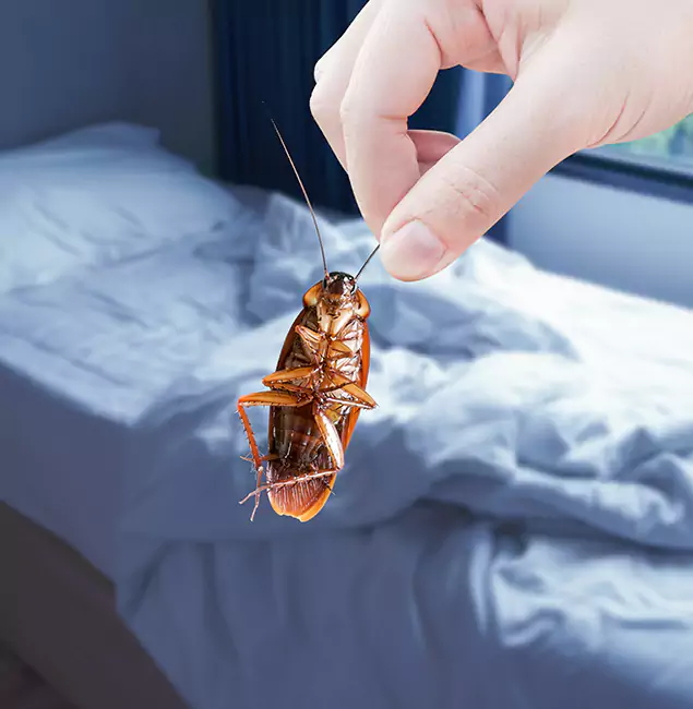 Why Choose Estero Pest Control Pro for Bed Bug Extermination in Estero, FL?