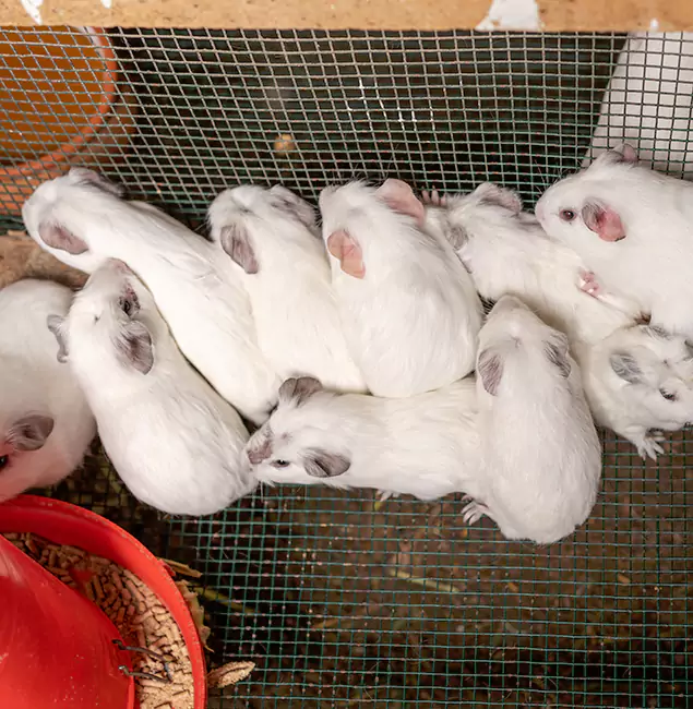 Why Estero Pest Control Pro Is the Trusted Choice in Estero, FL?