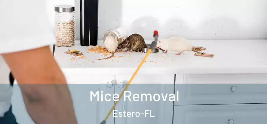  Mice Removal Estero-FL