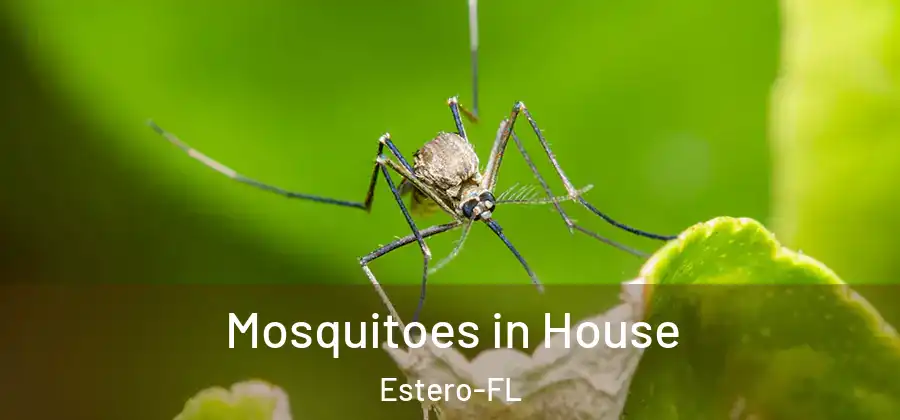  Mosquitoes in House Estero-FL