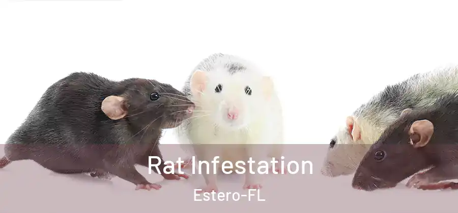 Rat Infestation Estero-FL