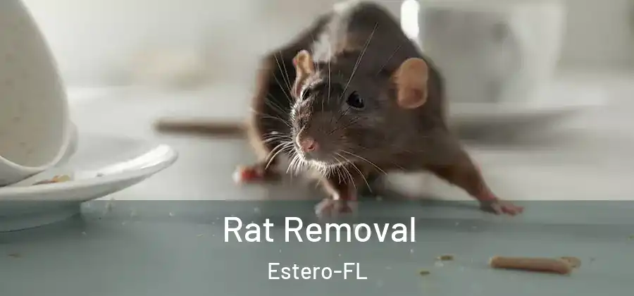  Rat Removal Estero-FL