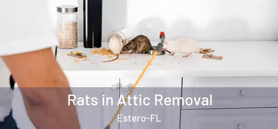  Rats in Attic Removal Estero-FL