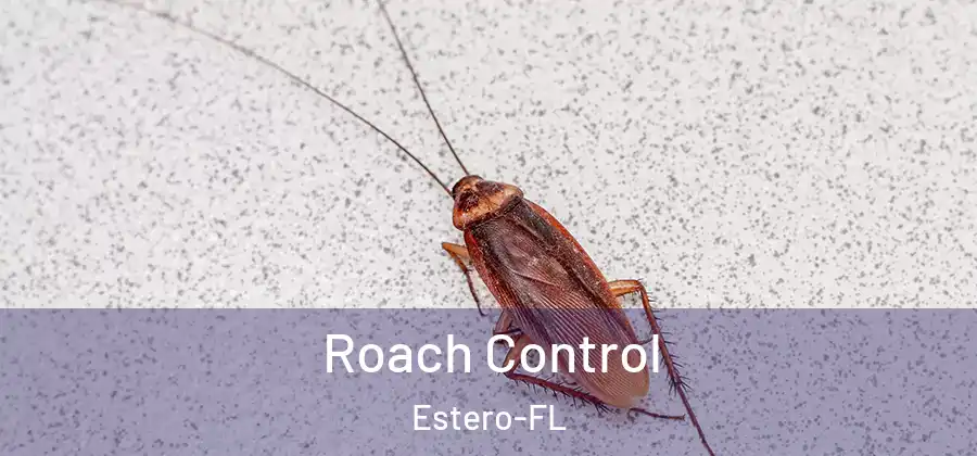  Roach Control Estero-FL