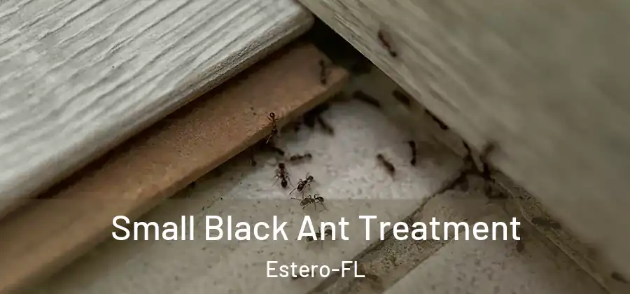 Small Black Ant Treatment Estero-FL