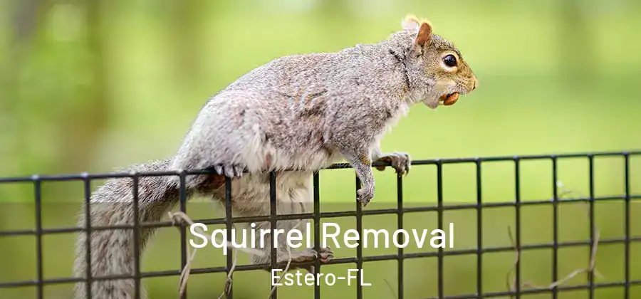  Squirrel Removal Estero-FL