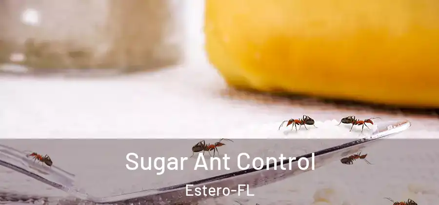  Sugar Ant Control Estero-FL