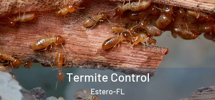  Termite Control Estero-FL