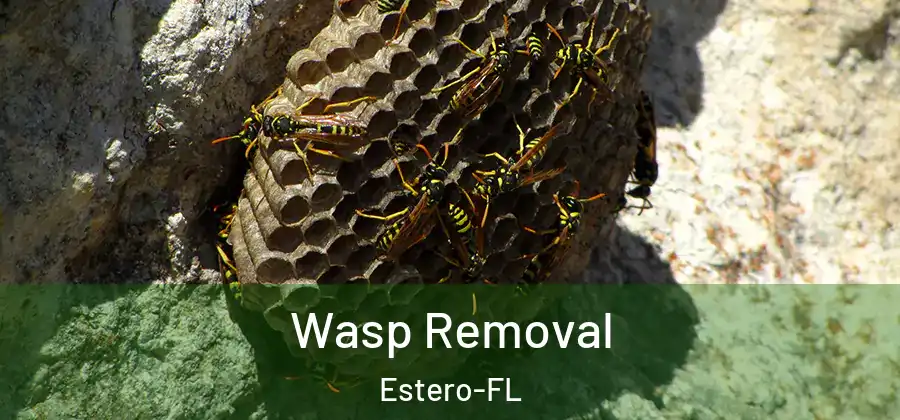  Wasp Removal Estero-FL