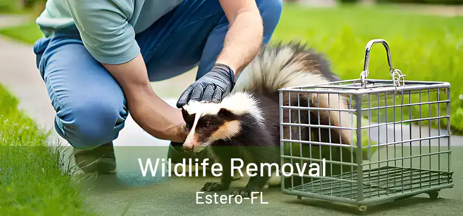  Wildlife Removal Estero-FL