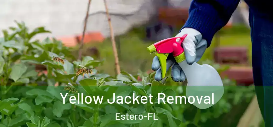  Yellow Jacket Removal Estero-FL